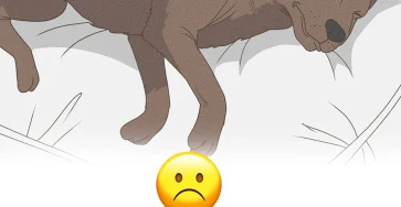 11 signes que votre chien approche de la fin de sa vie.jpg