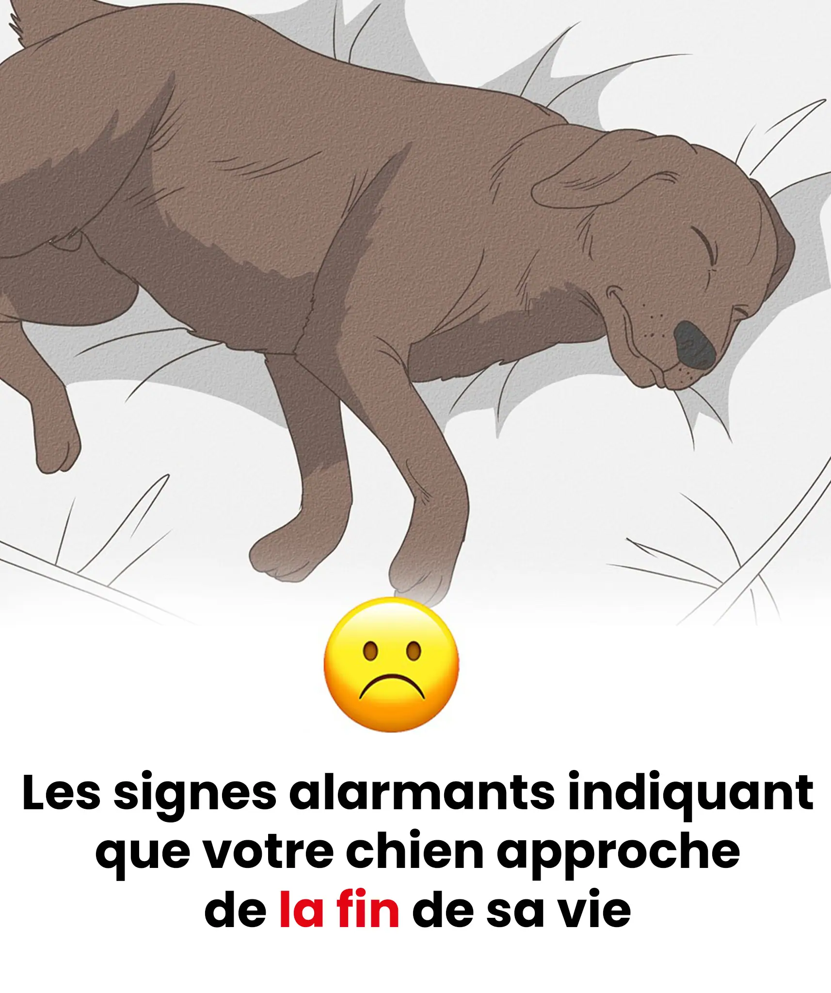 11 signes que votre chien approche de la fin de sa vie.jpg