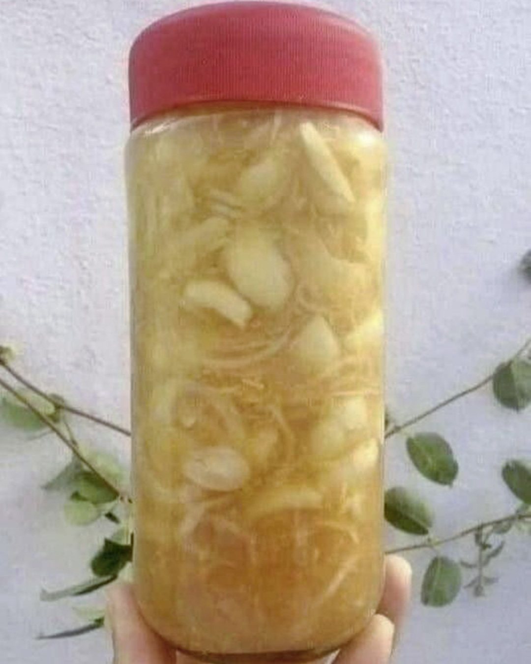 527024045 1170575441773696 5756469976058044862 n