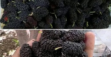 547346789 772038245754699 5429522159100564972 n