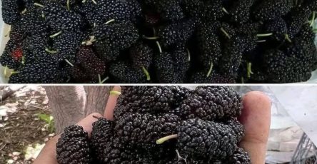 547346789 772038245754699 5429522159100564972 n