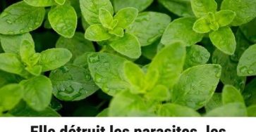 547760932 2208076279696174 1414423210270172045 n