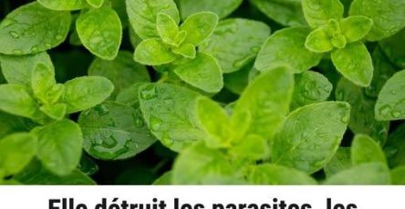 547760932 2208076279696174 1414423210270172045 n