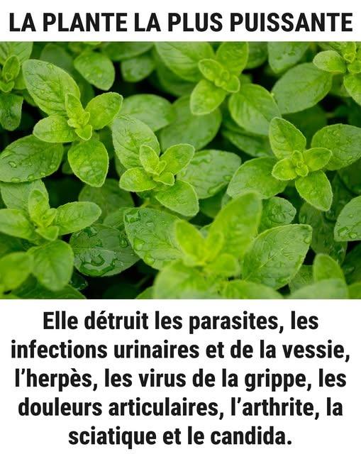 547760932 2208076279696174 1414423210270172045 n