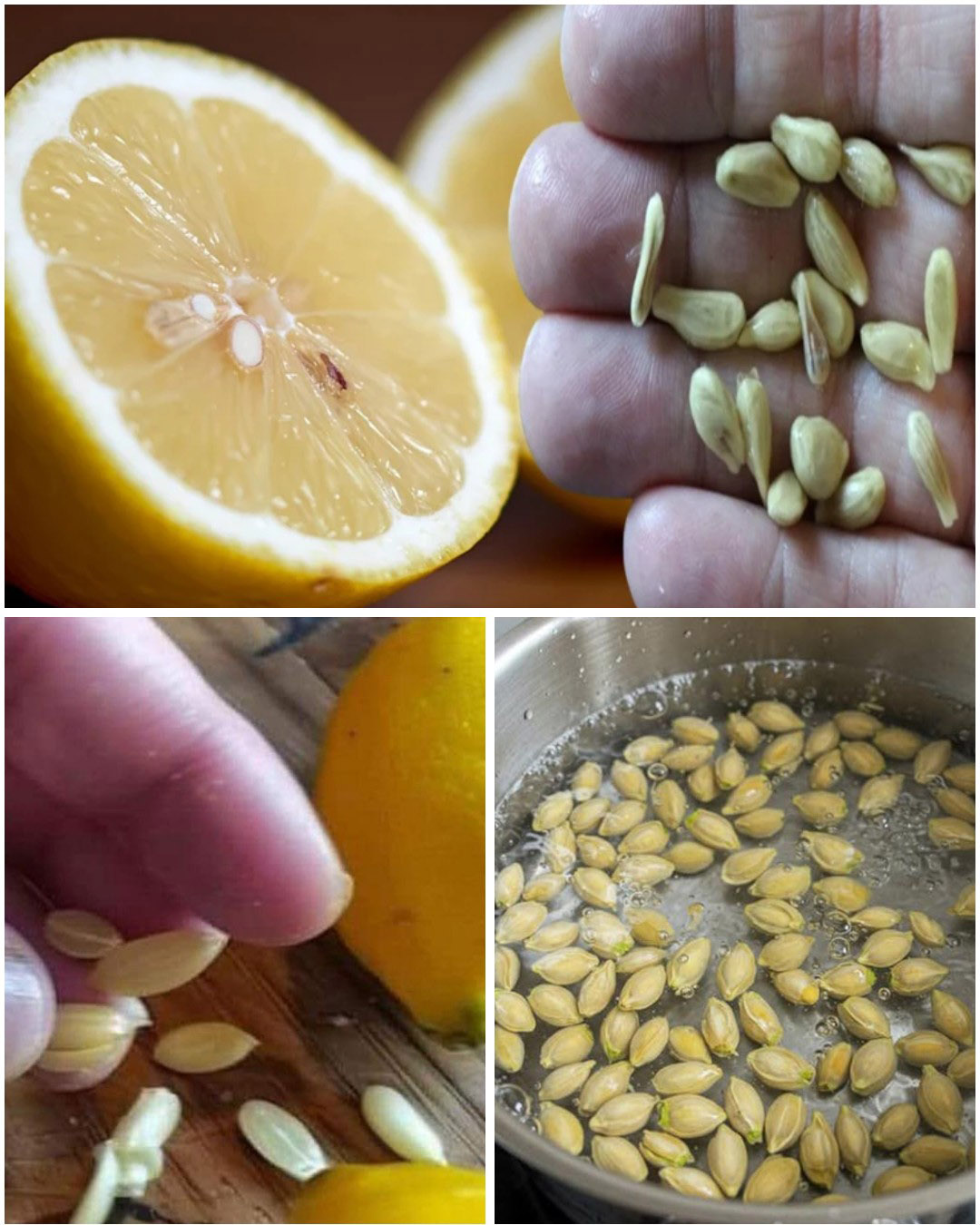 605647120 1299495132215059 3258996664842614127 n