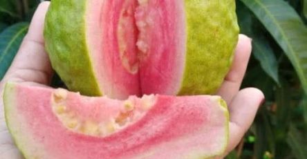 608009047 1435706554614706 8078340041197471903 n