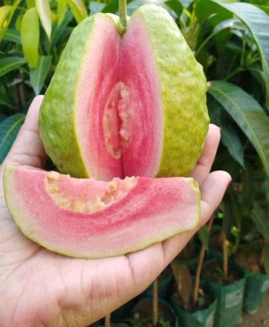 608009047 1435706554614706 8078340041197471903 n