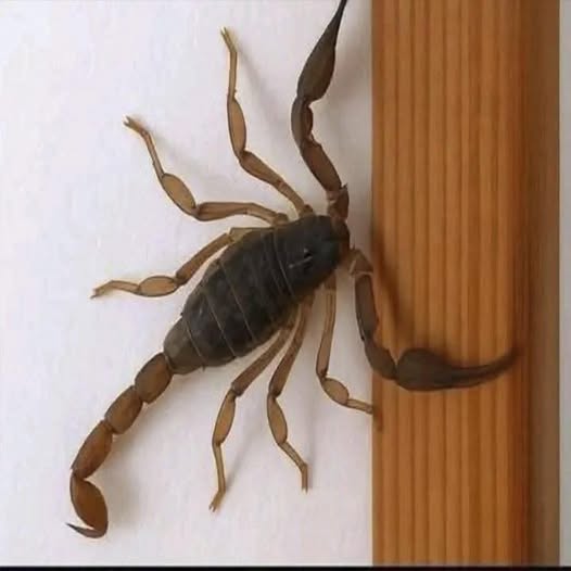 615975068 1389313999907689 5292557463587609691 n