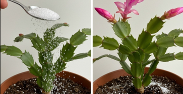 Capture decran 2026 01 10