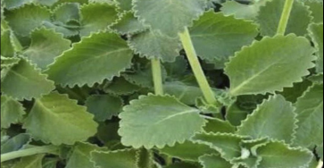 Capture decran 2026 03 07