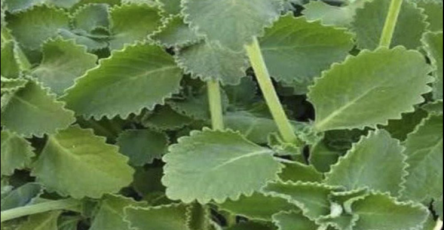 Capture decran 2026 03 07