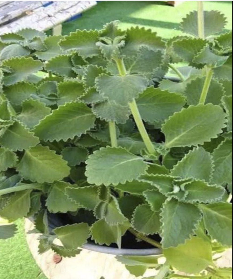 Capture decran 2026 03 07