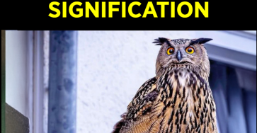 Capture decran 2026 03 08