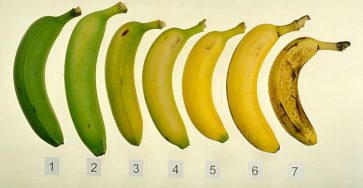 Do you know which of these 7 bananas is the best for you and your health