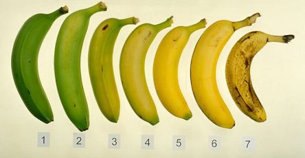Do you know which of these 7 bananas is the best for you and your health