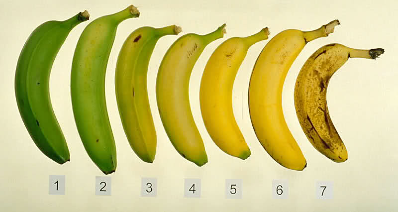Do you know which of these 7 bananas is the best for you and your health