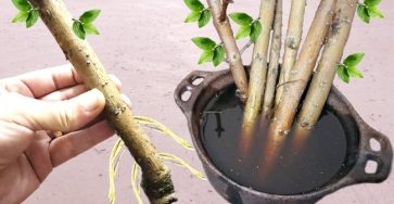 Tecnica enraiza qual