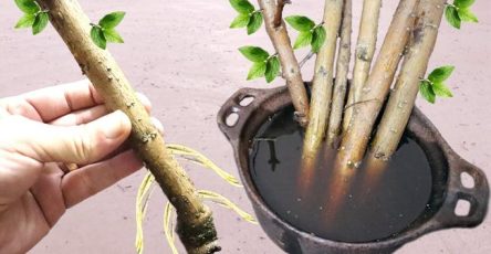 Tecnica enraiza qual