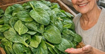 657970310 1753780782266746 5699620534993886893 n