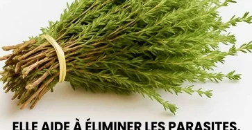Le thym petite plante mais grand remede protege naturellement le corps contre les virus les parasites et linflammation.jpg (1)